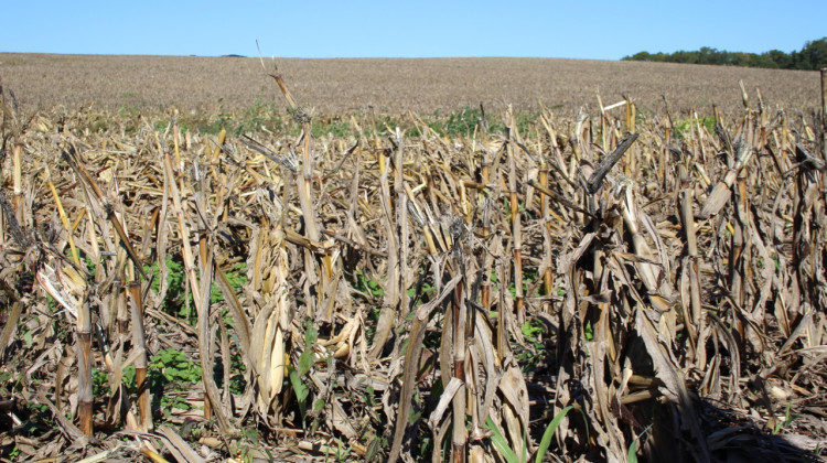 Climate Shifts Could Hurt Indiana Corn