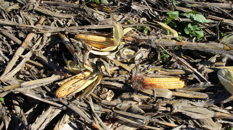 Purdue project aims to make farms in the U.S. corn belt more resilient