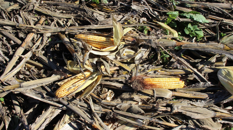 The Diverse Corn Belt project are hoping to engage with hundreds of farmers in Indiana, Iowa and Illinois to find out the best ways to diversify what they grow.  - FILE PHOTO: Annie Ropeik