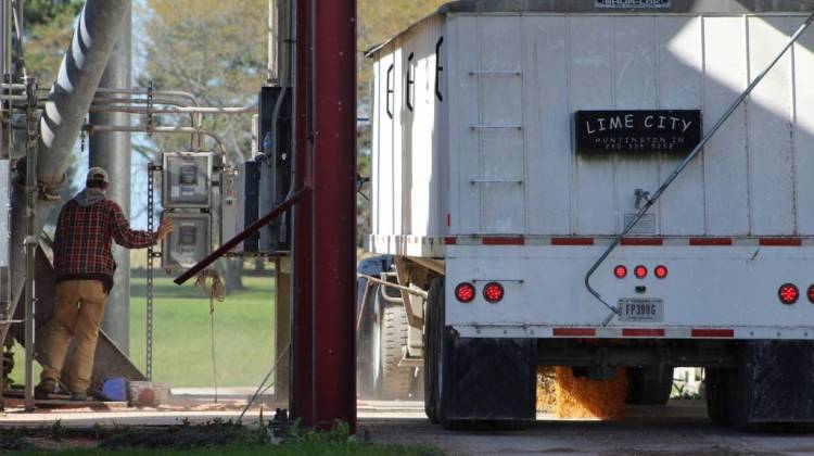 A Mann family farmer dumps freshly harvested corn kernels from a hopper truck into underground conveyor belts that feed storage bins at White Oak Farms in Cloverdale.  - Annie Ropeik/IPB News