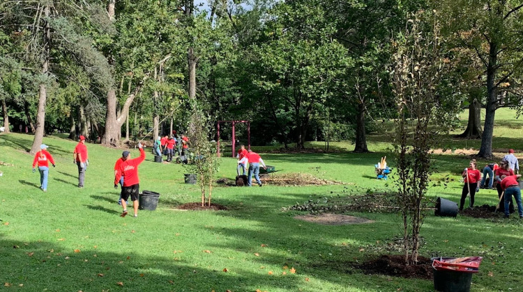 Lilly volunteers plant trees at Christian Park in Indianapolis.  - Jill Sheridan WFYI