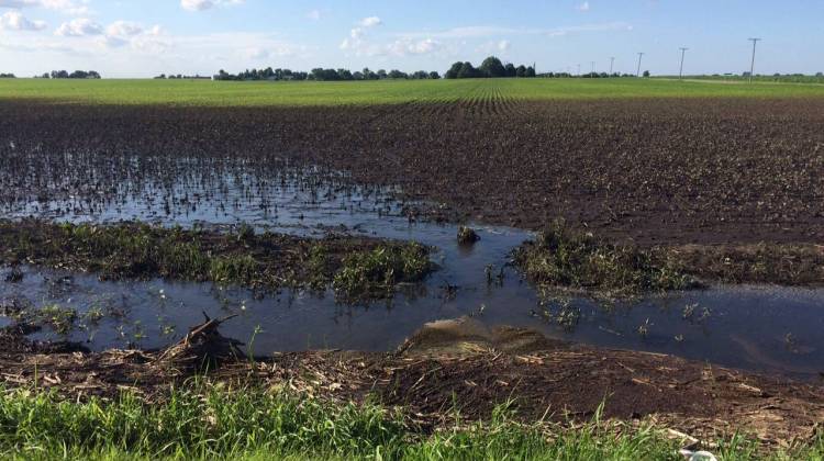 Net losses from Indiana's corn and soybean crops are estimated at $178 million so far.  - Leigh DeNoon/WFYI