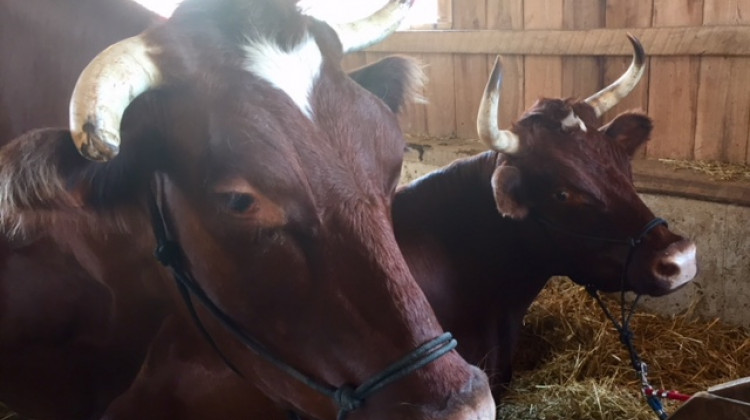 Some of potential "patients" for Purdue veterinarians at the Indiana State Fair.  - Jill Sheridan/IPB News