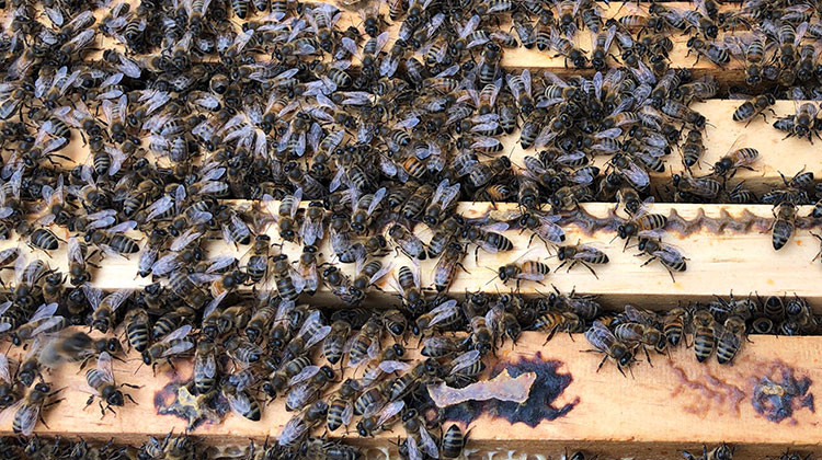 Beekeeping Bill Buzzes To Holcomb's Desk