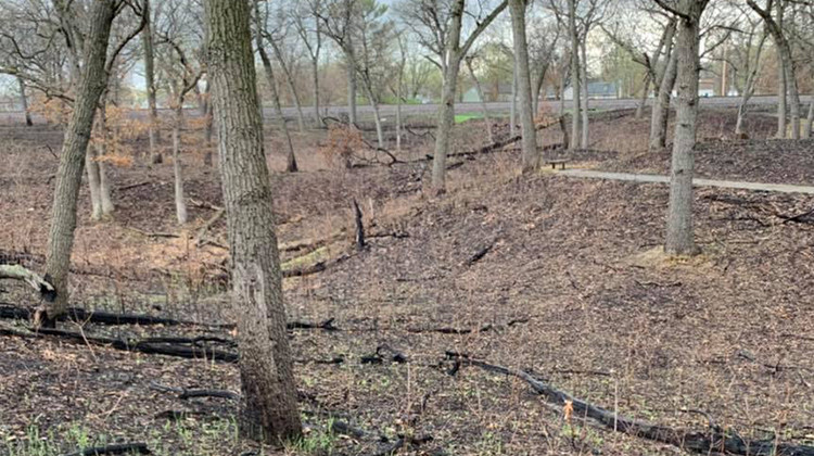 Trails have reopened at Indiana Dunes National Park following the 425-acre Miller Woods wildfire. - National Parks Service/K. Swift