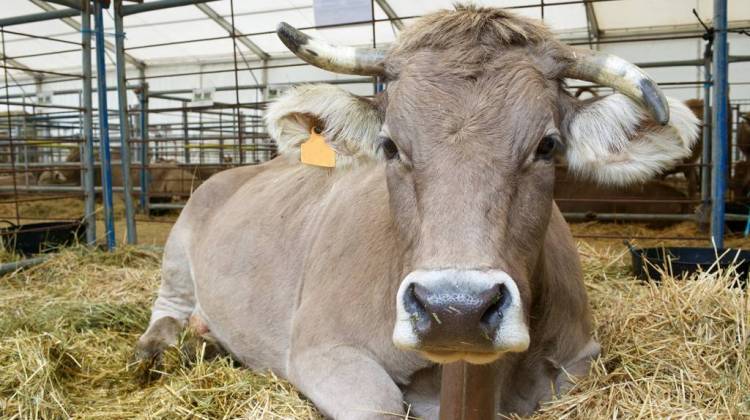 Indiana State Fair Shows Off Smaller Scale Of Modern Agriculture