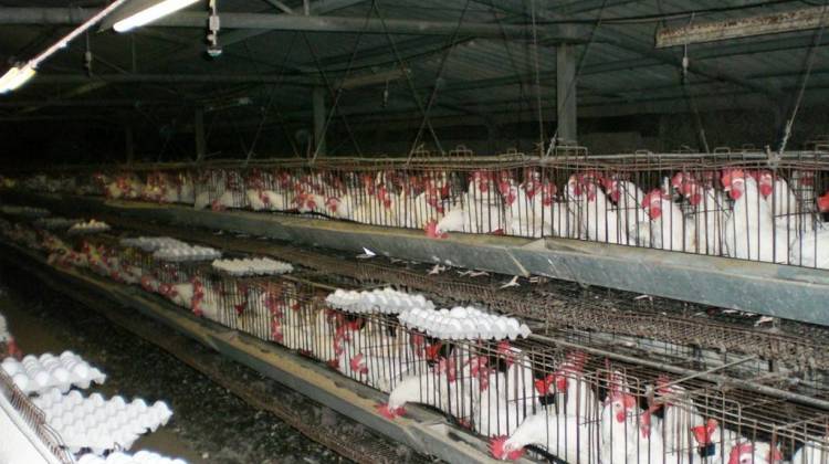 Indiana is among a group of states in a legal challenge against the state of California over egg production regulations. - (ITamar K./Wikimedia)