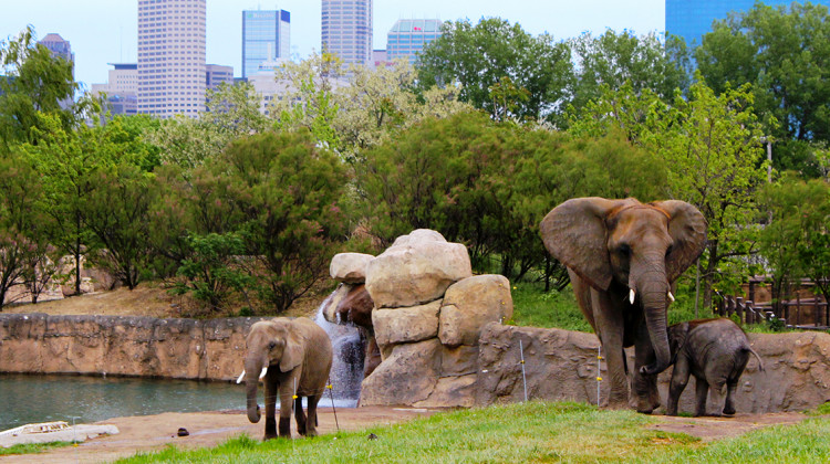 Elephants at the Indianapolis Zoo. - Indianapolis Zoo