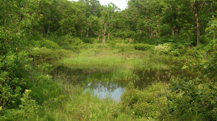 An interdunal wetland at Miller Woods in Indiana Dunes National Park, 2011. - Wikimedia Commons