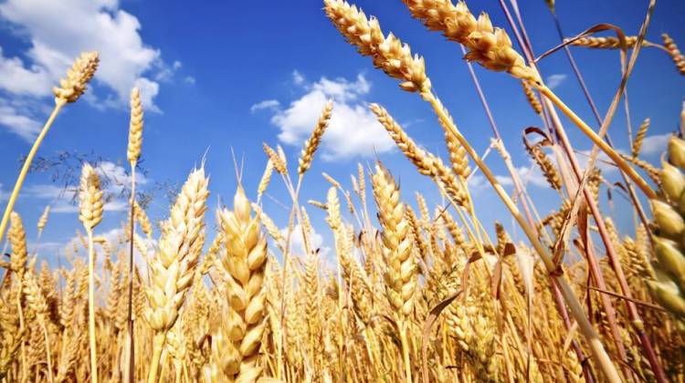 Less Nutritious Grains May Be In Our Future