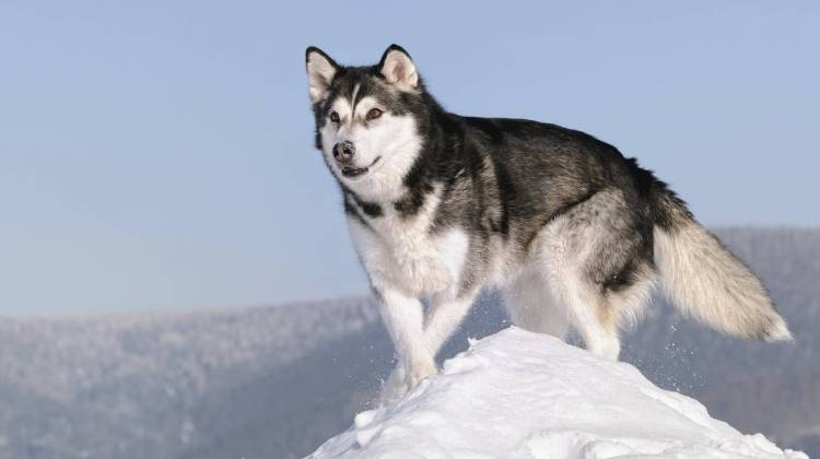 Contagious Cancer In Dogs Leaves Prehistoric Paw Prints