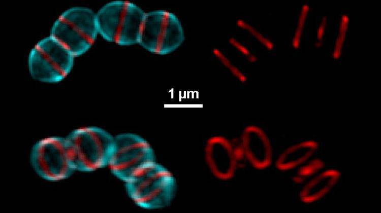 Regions of active cell wall synthesis shown by high-resolution imaging of the bacterial pathogen Streptococcus pneumoniae. Long-term labeling is revealed with blue FDAA and short-time labeling with red FDAA. - Photo by Michael Boersma - Indiana University