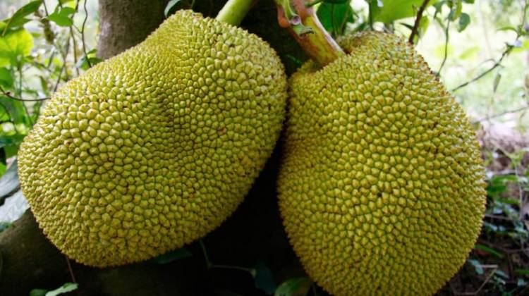 Here's The Scoop On Jackfruit, A Ginormous Fruit To Feed The World