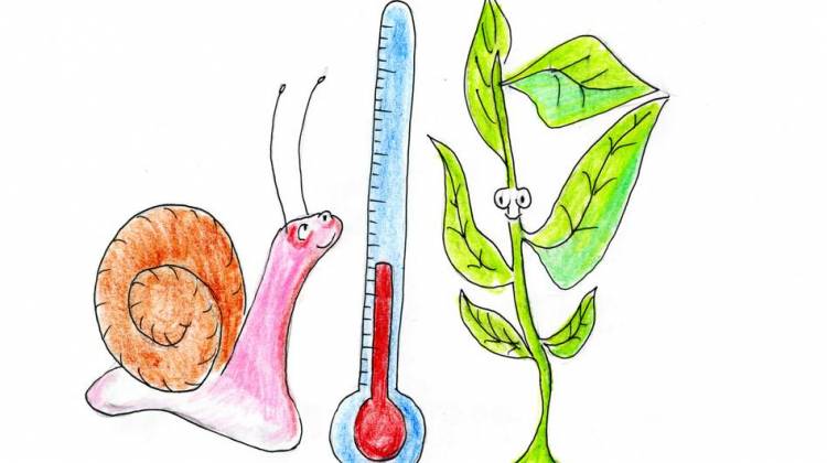 Trees On The Move As Temperature Zones Shift 3.8 Feet A Day