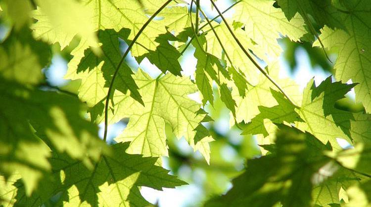 Land use changes during the past century have left Indiana lacking in young forest habitat, according to State Forester John Seifert. - stock photo