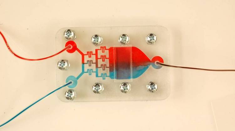 Demonstration of concentration gradient in microfluidic system using red and blue color dye solutions.  - Purdue University