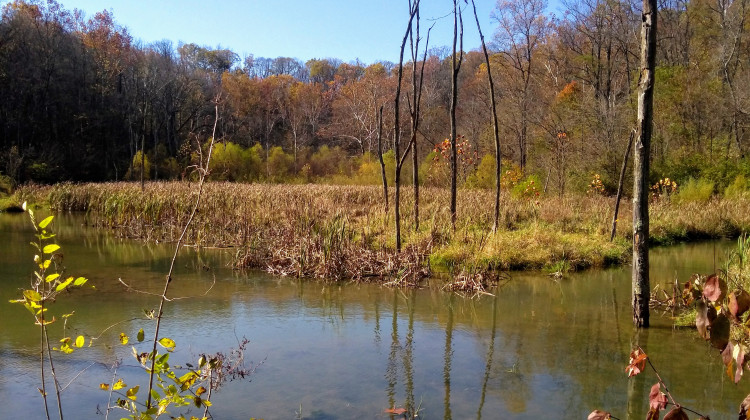 A wetland area at Leonard Springs Nature Park near Bloomington. Wetlands were the subject of legislation once again this year. - Rebecca Thiele / IPB News