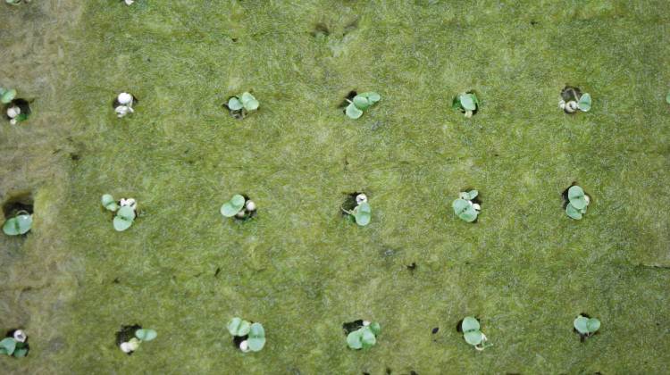 No Sun Or Rain Required, A Farm Sprouts on the Near Eastside