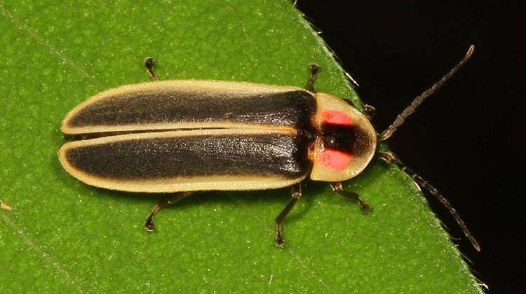 Legislation passed in the Senate Tuesday would make the Say’s Firefly Indiana’s state insect. - Judy Gallagher/CC-BY-2.0