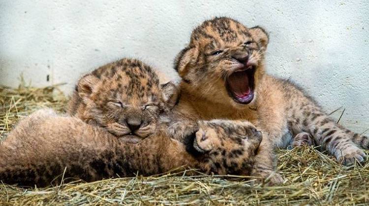 Indianapolis Zoo Welcomes Three Lion Cubs