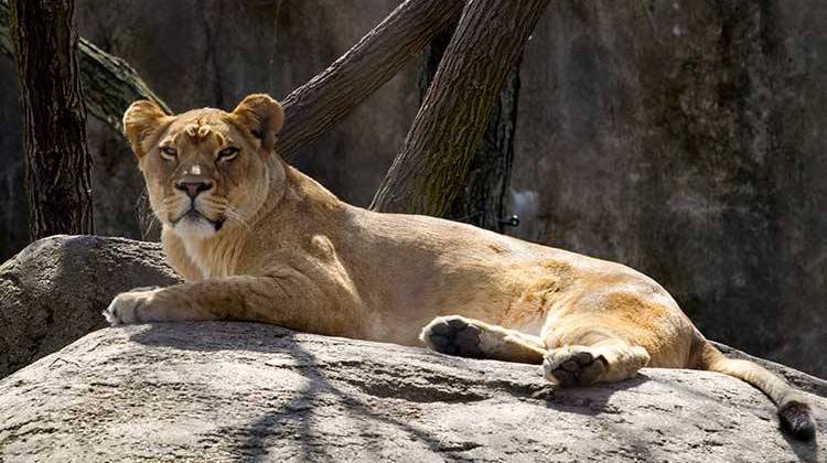 Indy Zoo Plans To Vaccinate Some Animals Against COVID-19