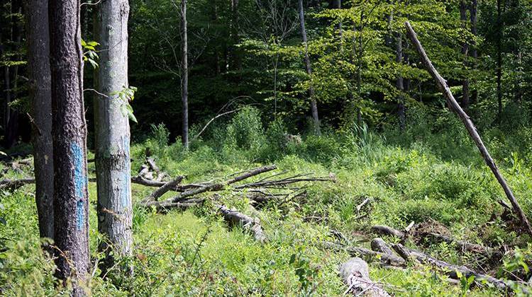 Hoosiers Debate Use Of State Forests As Logging Rates Increase