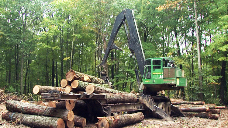 A stack of wood sits in the Yellowwood State Forest where logging is taking place. - WFIU/WTIU