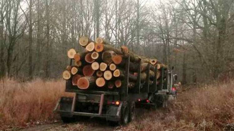 Activists first observed logging on Tuesday but are unsure when it first started. The DNR didn't release an official start date for the logging, but has specified it must be complete no later than March 31, 2018. - Photo provided by Save Yellowwood