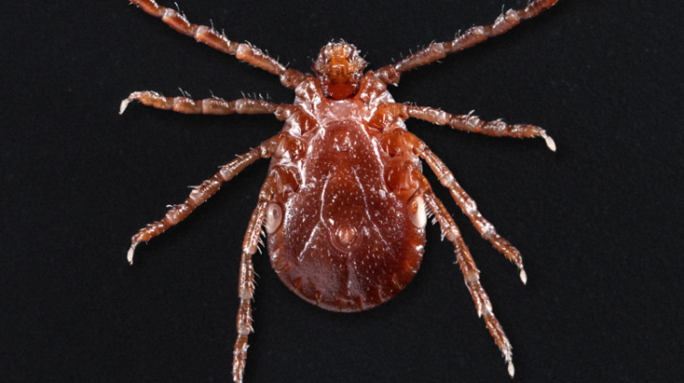 The underside of a female Asian longhorned tick. - James Gathany/Wikimedia Commons