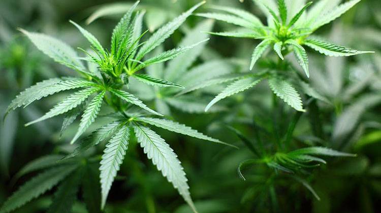 Ball State Study: Hoosiers Split On Legal Uses of Marijuana
