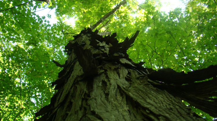 Meltzer Woods is one of Indiana’s last remaining fragments of old growth forest.  - Central Indiana Land Trust