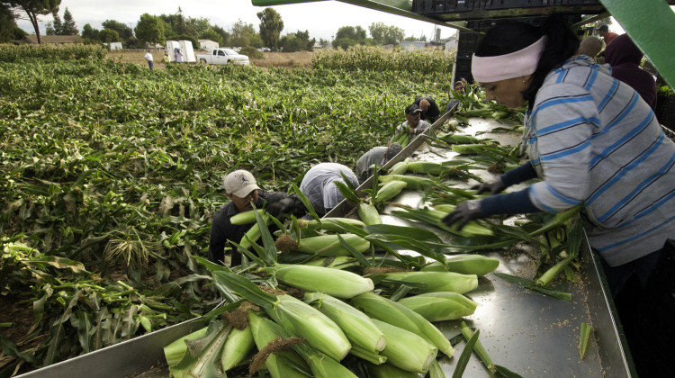 Migrant workers harvest corn on a California farm in 2013. The Department of Justice did not list what farms contracted with Bladimir Moreno's labor firm. - Bob Nichols/USDA