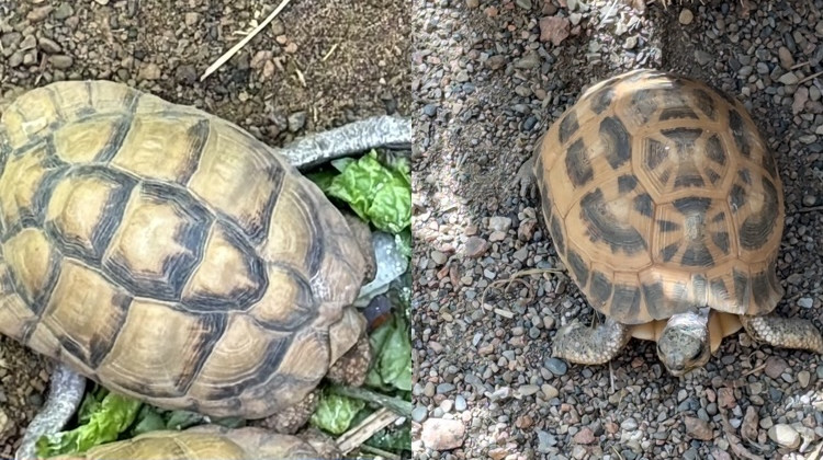Critically endangered tortoises stolen from Indianapolis Zoo. Public asked to help find them