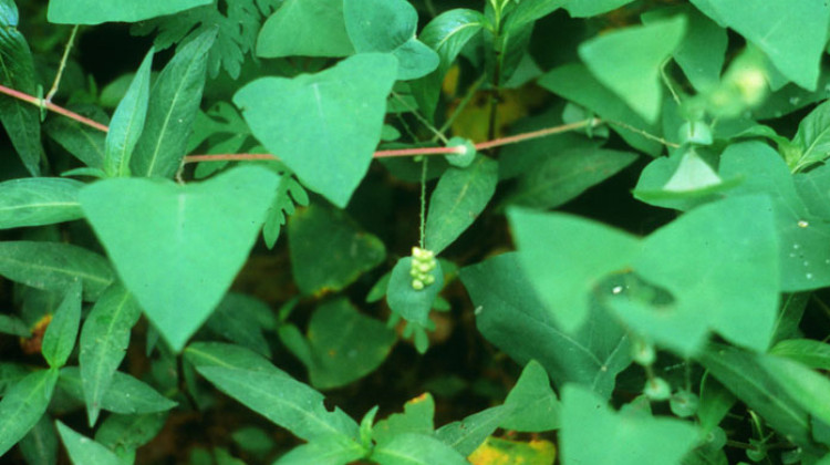 Fast-Growing Invasive Vine Found In Indiana