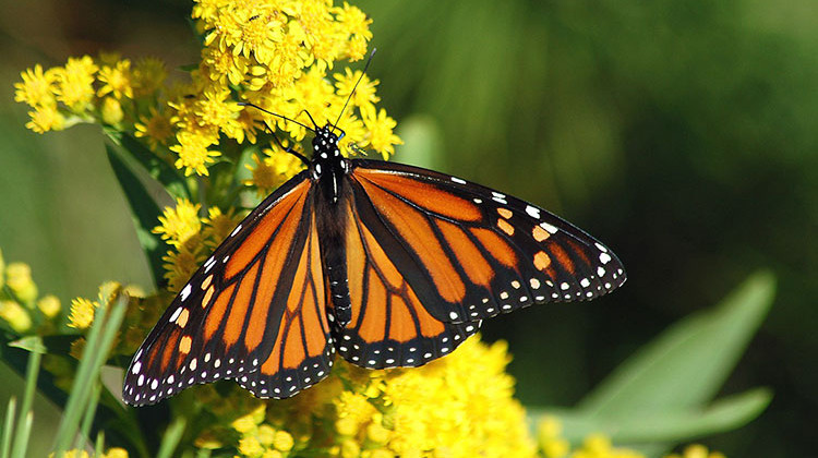 Monarch butterflies found east of the Rocky Mountains have declined by more than 80 percent over the past 20 years. - Pixabay/public domain