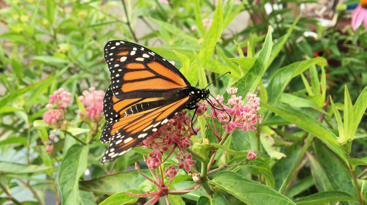 The population of monarch butterflies that migrates through Indiana went up by 144 percent last year. - Taylor Haggerty/WTIU