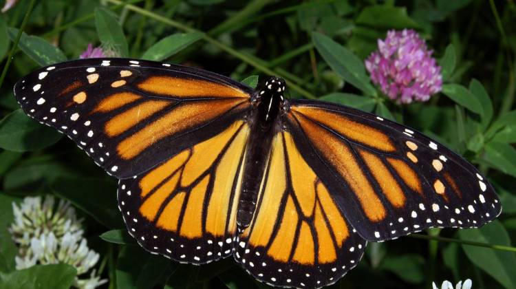 Monarchs Migration Through Indiana Could Be At Risk
