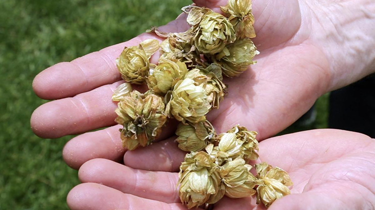 An original batch of the hops found at Clearview Farm in northern Monroe County. - Devan Ridgway/WTIU-WFIU News