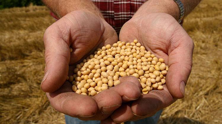 FILE - In this July 5, 2008 file photo, a farmer holds Monsanto Soy Bean seeds at his family farm. - AP Photo/Dan Gill, File