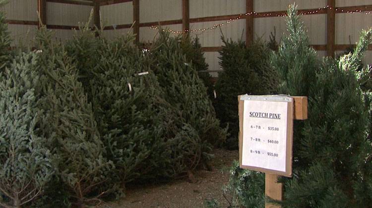 The national shortage stems from the 2007 recession. Christmas tree farms planted fewer trees then because of low demand and those trees are just now maturing. - Steve Burns/WTIU