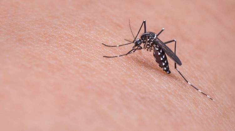 Among other health issues, Hoosier Health in a Changing Climate predicts an increase in mosquito-borne diseases.  - (Pixabay)