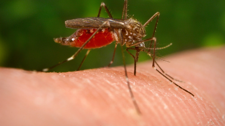 The Indiana Department of Health says mosquitoes are still active in cooler fall weather, and all Hoosiers should take precautions against mosquito-borne diseases until the first hard freeze. - Provided by CDC