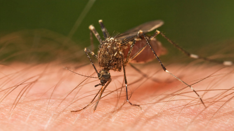 A mosquito biting a person. - JJ Harrison/Wikimedia Commons