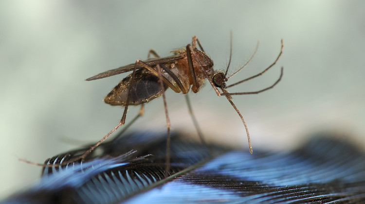 The Marion County Public Health Department’s Mosquito Control program hosts a Tire Recycle Day in an effort to reduce the number of places mosquitoes might breed. - CDC/ The Connecticut Agricultural Experiment Station