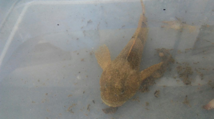 A Mottled sculpin caught in Indiana's Blue River in July 2018. The DNR says sculpin species were some of the fish with the largest number of deaths due to the spill.  - Wikimedia Commons