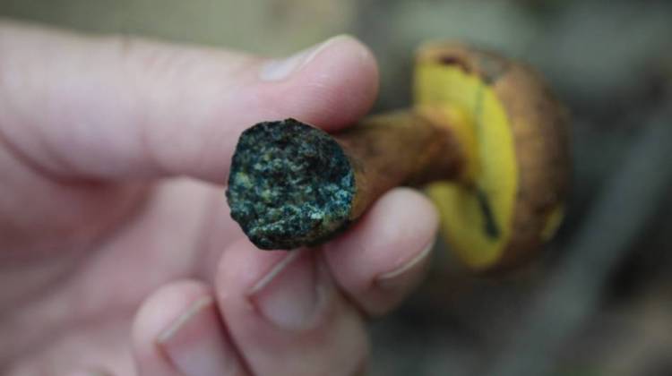 Mushroom Foraging: When The Fun(gi) Hunt Gets Out Of Hand