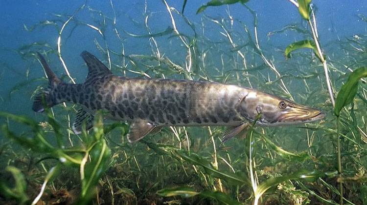 The muskie is the largest member of the pike family. - Eric Engbretson / U.S. Fish and Wildlife Service