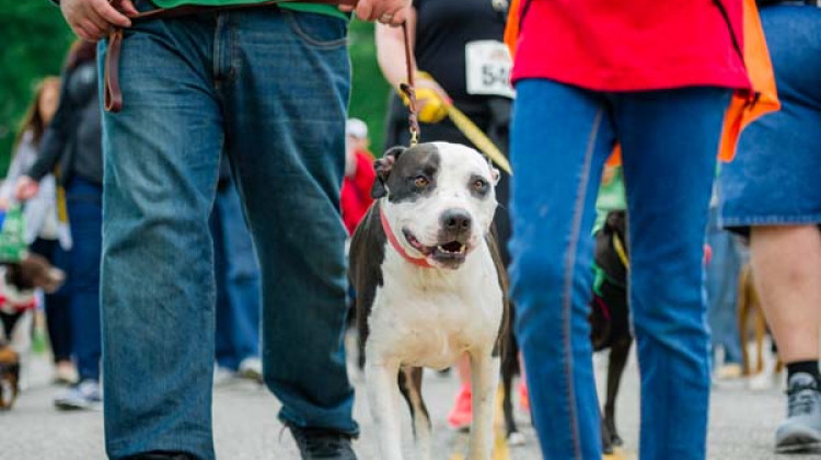 IndyHumane hosts its 18th Annual Mutt Strut on Saturday.