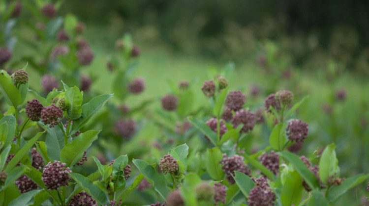 Common Milkweed, a perennial plant, is a food source for the Monarch butterfly. - Ryan Hagerty/USFWS