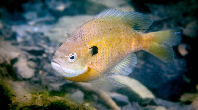 A bluegill on nest. The Indiana Department of Natural resources says bluegill and redear sunfish are the most fished for species in the state. - Ryan Hagerty/USFWS